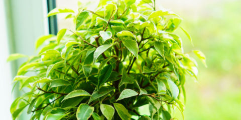 ficus benjamin