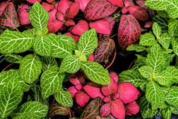 fittonia