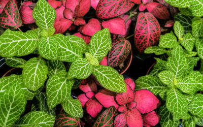 fittonia