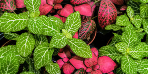 fittonia