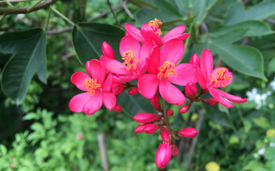jatropha