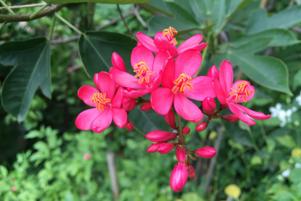 jatropha
