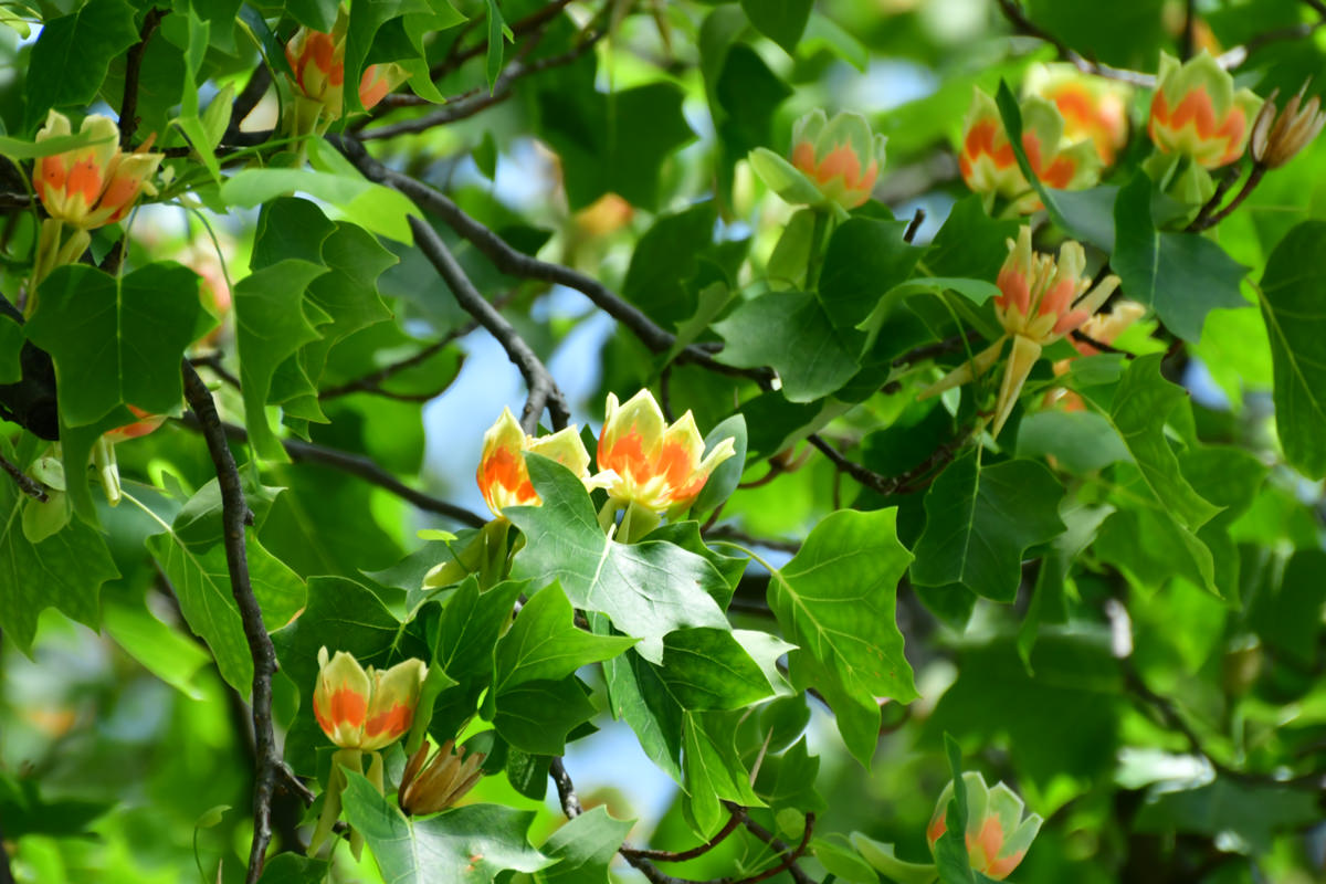 Liriodendron tulipifera Come si coltiva l'albero dei tulipani