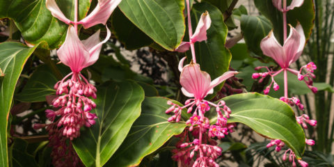 medinilla