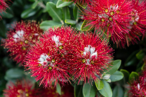 metrosideros excelsa