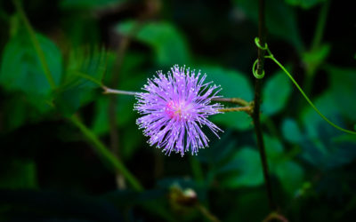 mimosa pudica