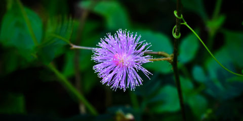 mimosa pudica