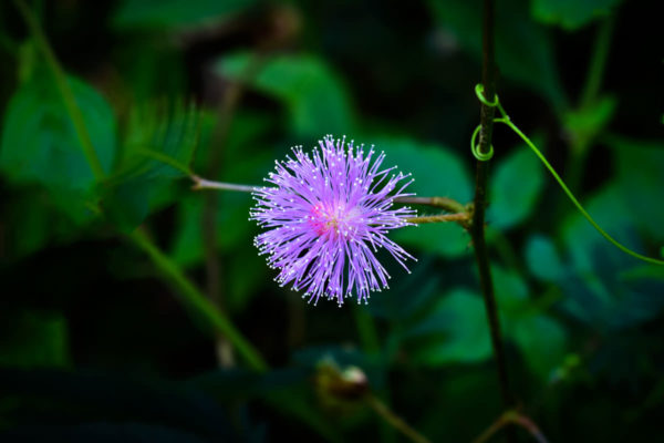 mimosa pudica