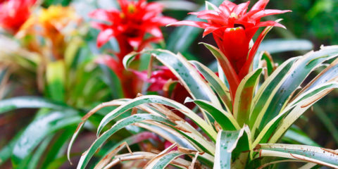 neoregelia