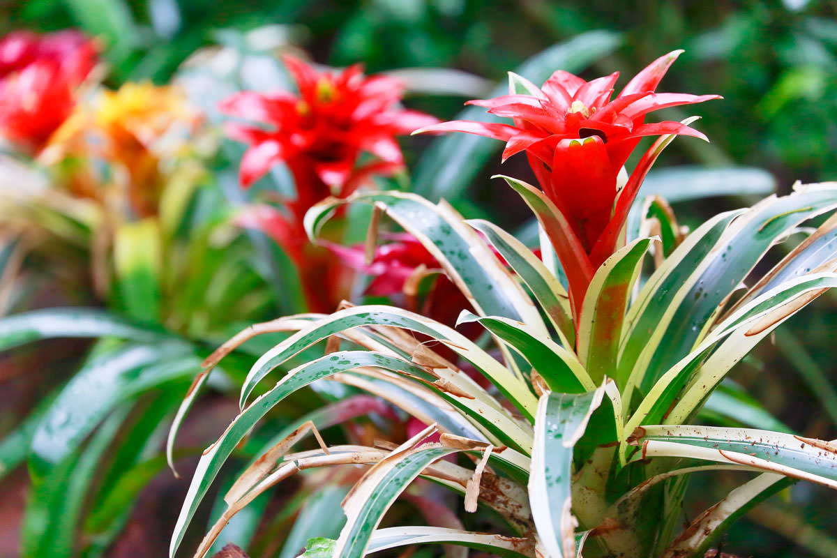 neoregelia