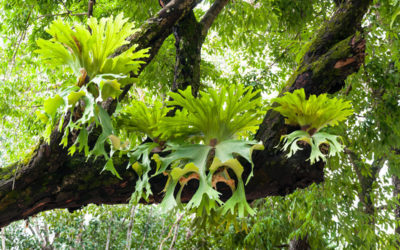 platycerium