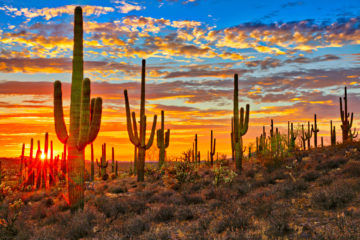 saguaro