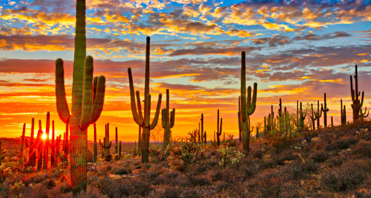 saguaro