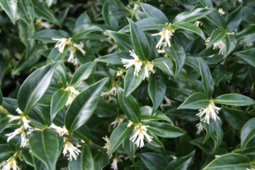 sarcococca