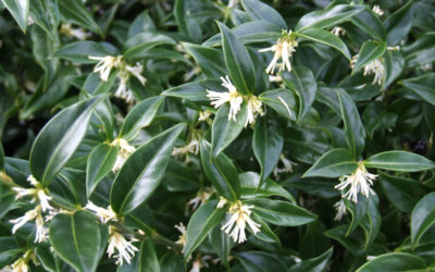 sarcococca