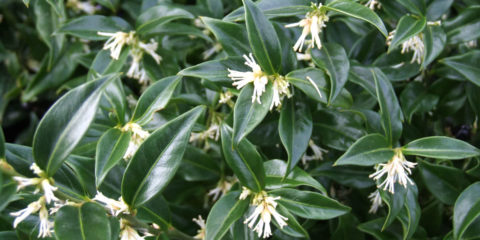 sarcococca