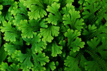 selaginella