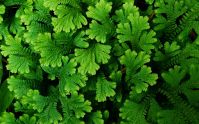 selaginella