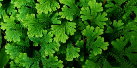 selaginella