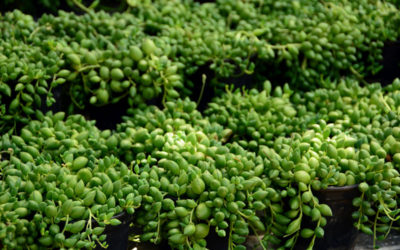 senecio rowleyanus