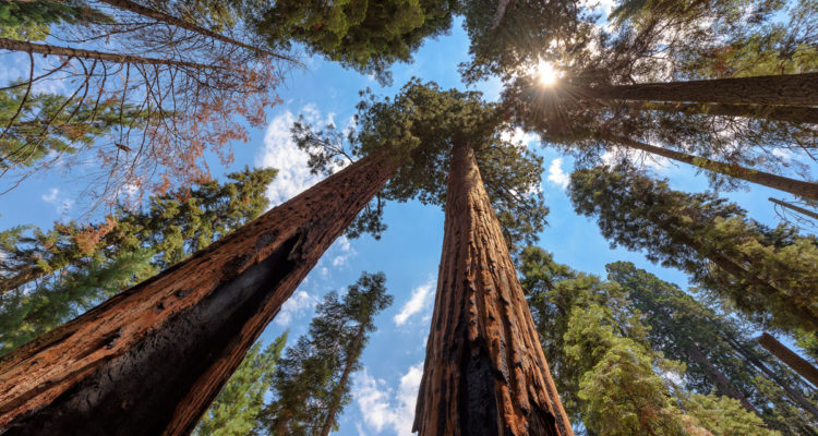 sequoia gigante