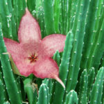 Stapelia grandiflora, la pianta grassa con il fiore a stella | Coltivazione