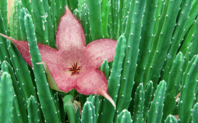 stapelia grandiflora