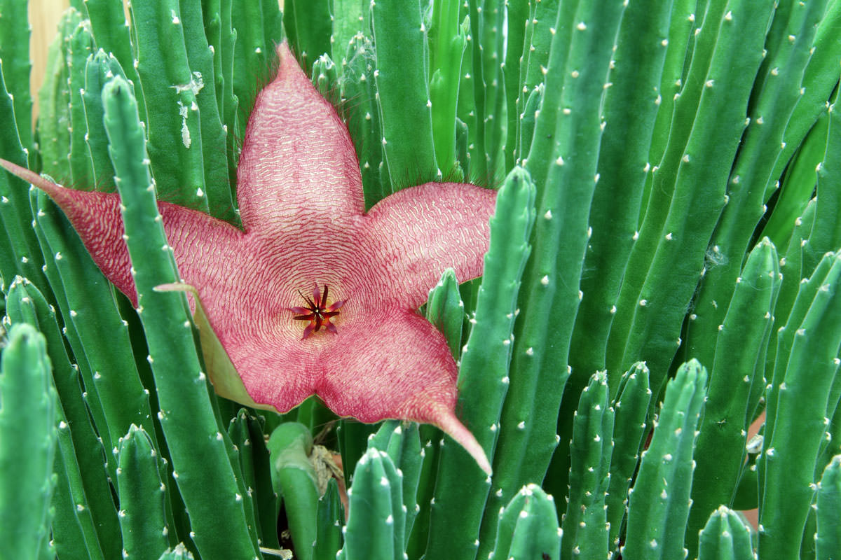 stapelia grandiflora