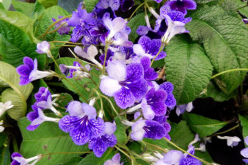 streptocarpus