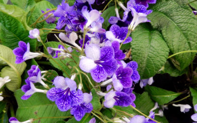 streptocarpus