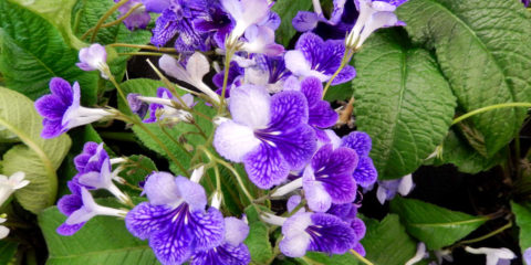 streptocarpus