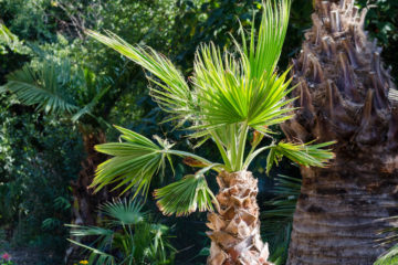 washingtonia