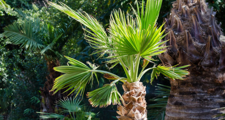 washingtonia