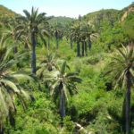 Jubaea chilensis | Coltivazione e cura della "palma da vino cilena"