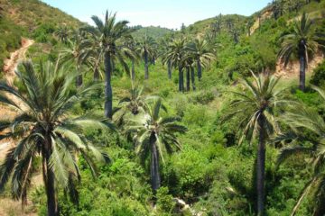 Jubaea chilensis