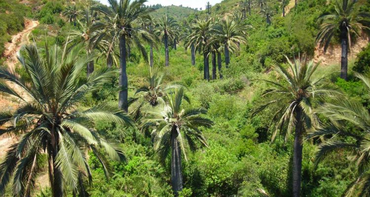 Jubaea chilensis