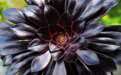 aeonium