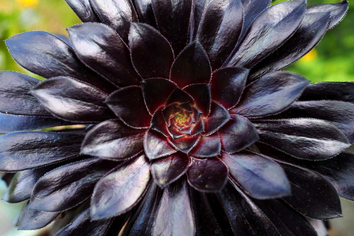 aeonium