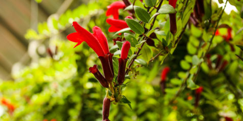 aeschynanthus