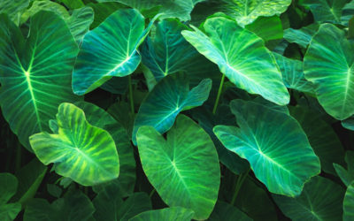 alocasia