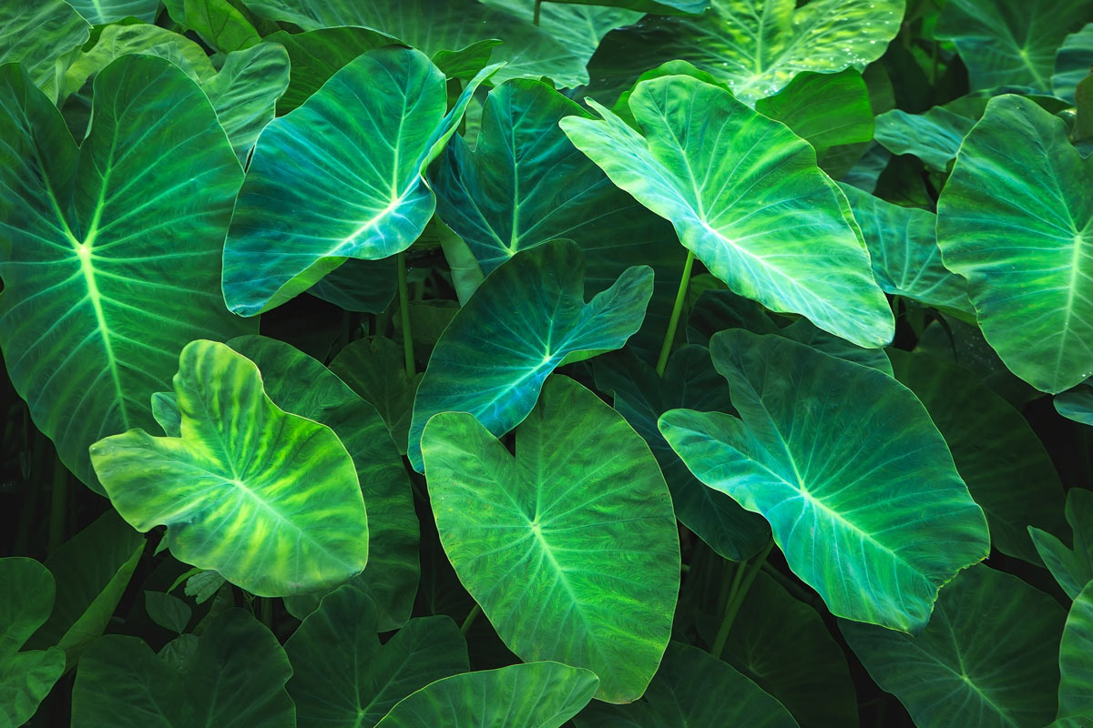 Alocasia Ecco come si coltiva la pianta orecchie di elefante