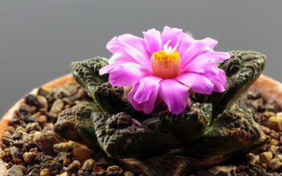 ariocarpus