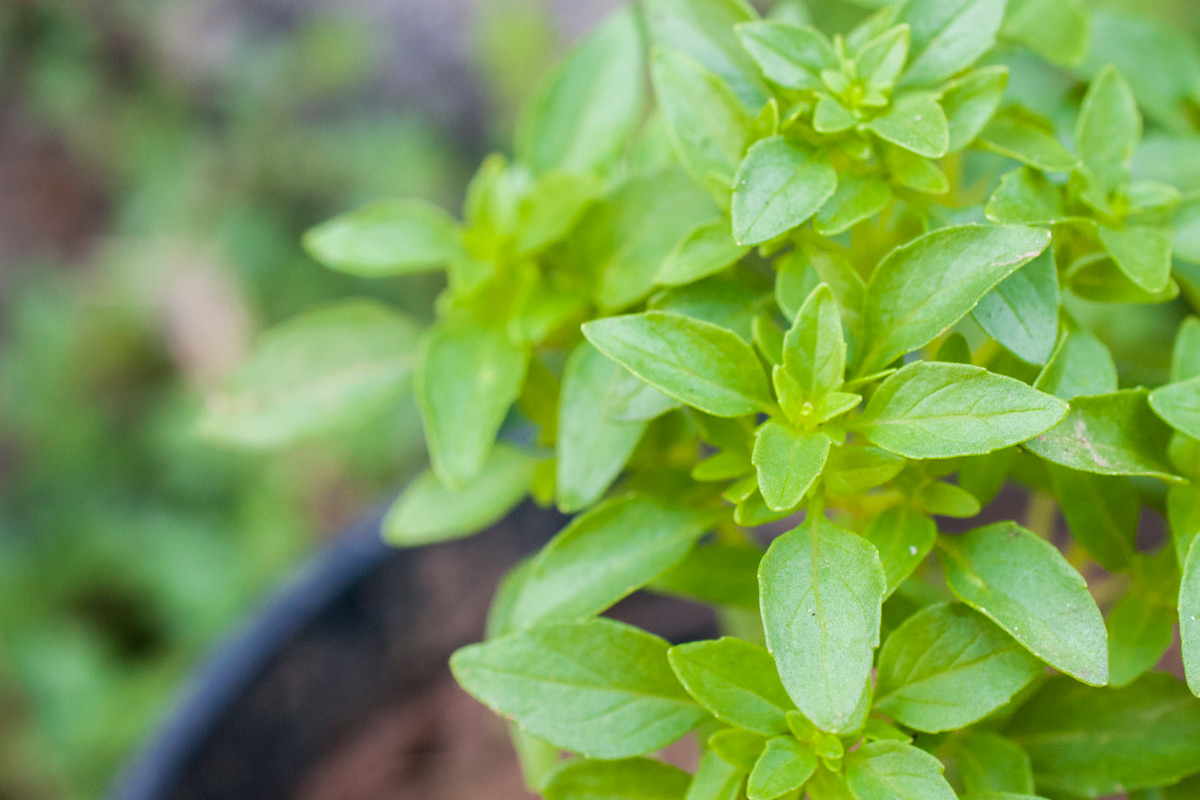 Fioritura Basilico Greco