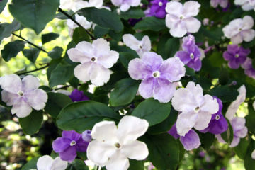 brunfelsia