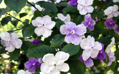 brunfelsia