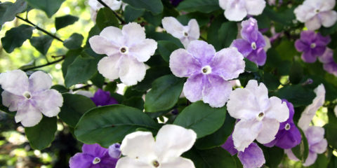 brunfelsia