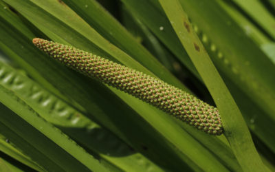calamo aromatico