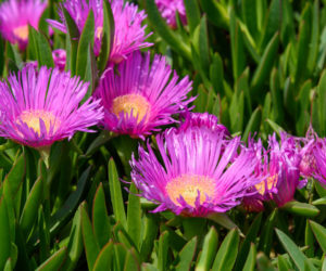 carpobrotus