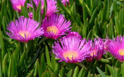 carpobrotus