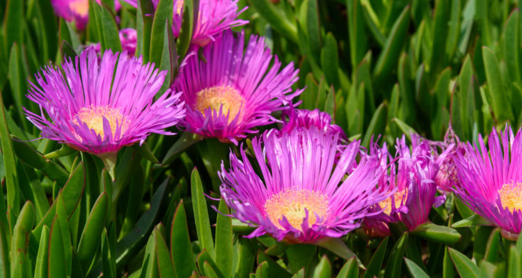 carpobrotus